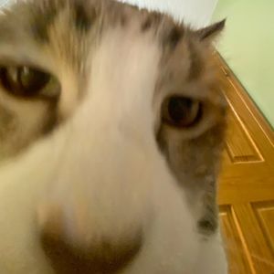 Meet your Posher, Summer